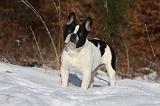 BOULEDOGUE FRANCAIS 960